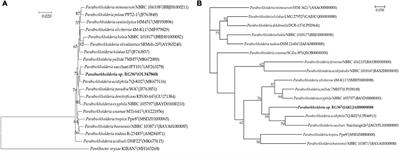 Paraburkholderia tagetis sp. nov., a novel species isolated from roots of Tagetes patula enhances the growth and yield of Solanum lycopersicum L. (tomato)